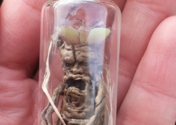 Mini Mandragore