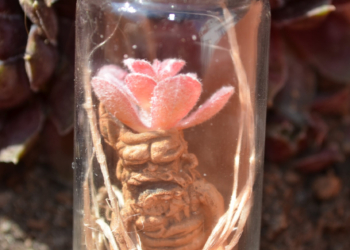 Mini Mandragore