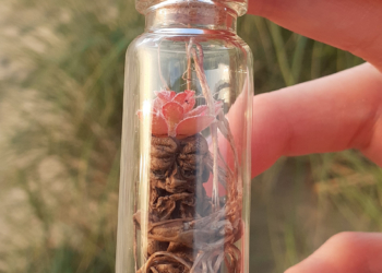 Mini Mandragore